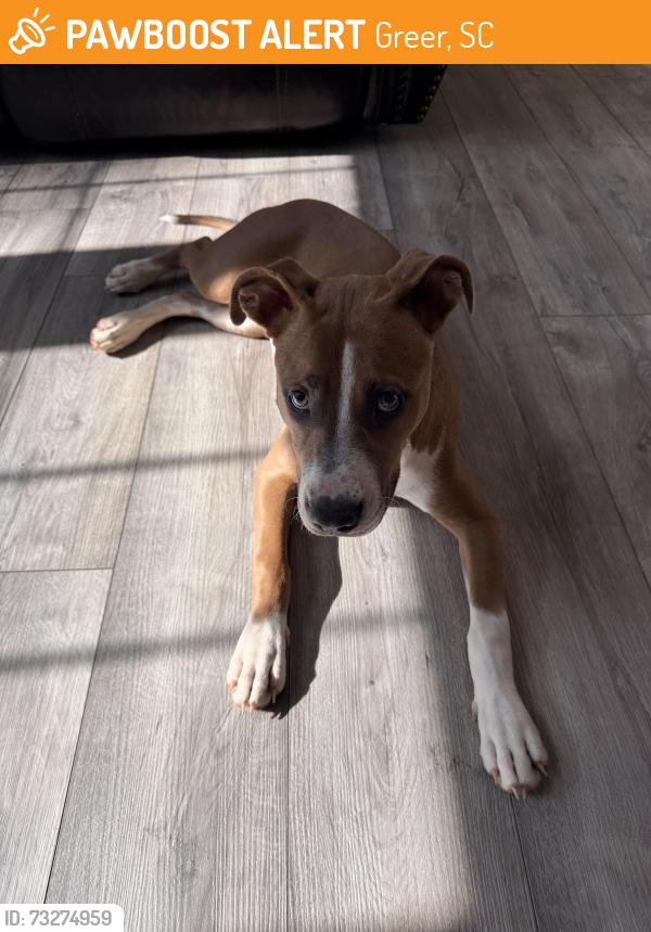 Found/Stray Female Dog last seen Hudson Rd and Dean Lake Rd, Greer, SC 29650