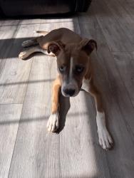 Found/Stray Female Dog last seen Hudson Rd and Dean Lake Rd, Greer, SC 29650