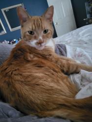 Lost Male Cat last seen Near Tejas bbq, Tomball, TX 77375