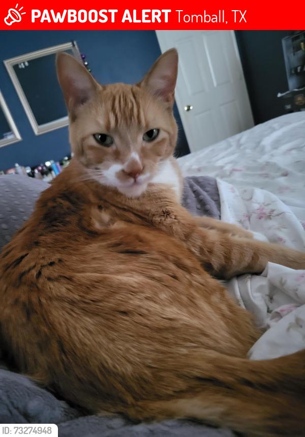Lost Male Cat last seen Near Tejas bbq, Tomball, TX 77375