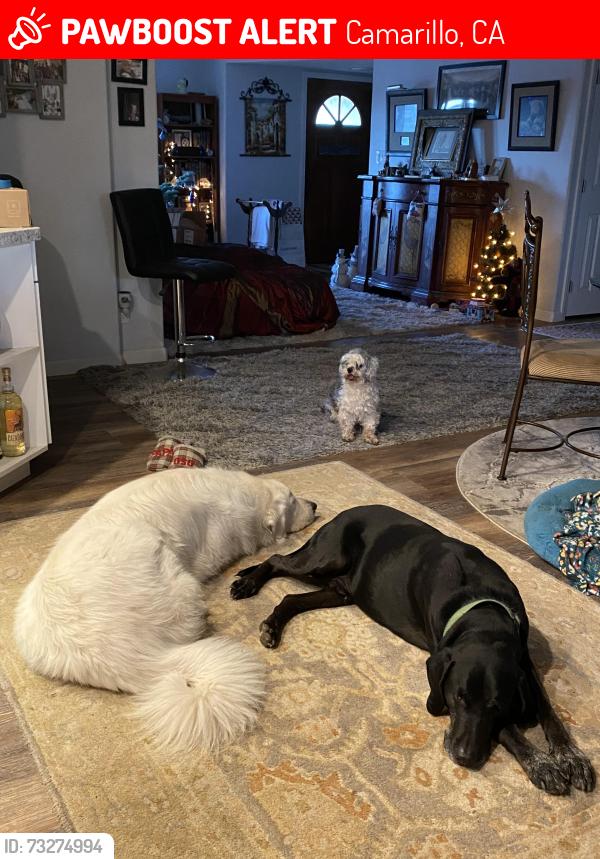 Lost Male Dog last seen Vista Del Mar,valley vista, Camarillo, CA 93010
