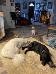 Lost Male Dog last seen Vista Del Mar,valley vista, Camarillo, CA 93010