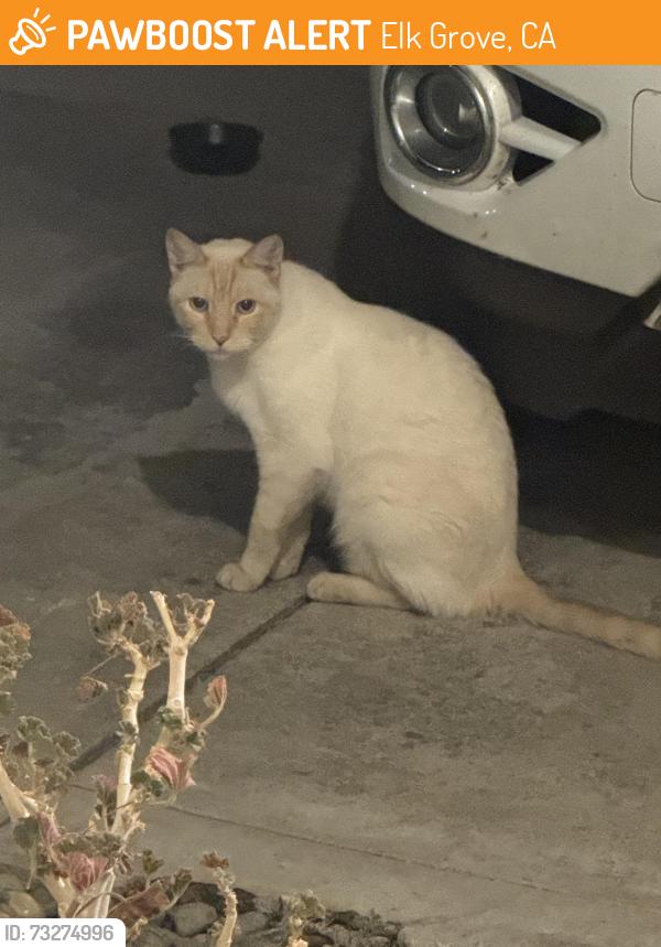 Found/Stray Unknown Cat last seen Cresleigh ranch, Elk Grove, CA 95757