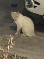 Found/Stray Unknown Cat last seen Cresleigh ranch, Elk Grove, CA 95757