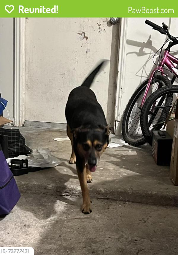 Reunited Male Dog last seen Twin creeks middle school, Spring, TX 77373