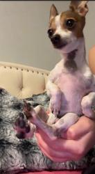 Lost Female Dog last seen Cay sol ct 77044, Houston, TX 77044