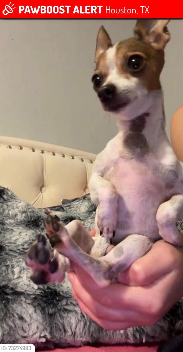 Lost Female Dog last seen Cay sol ct 77044, Houston, TX 77044