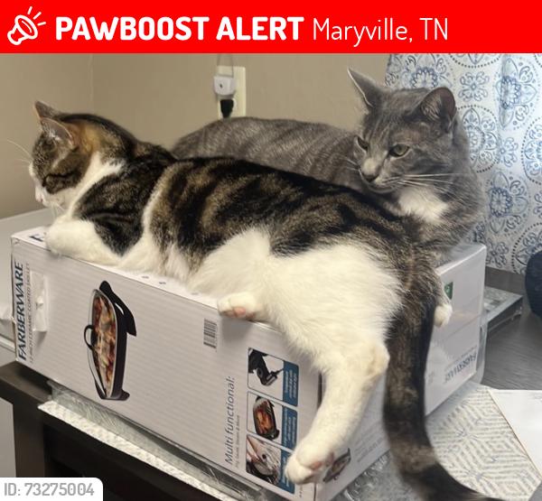 Lost Male Cat last seen Target / Foch street, Maryville, TN 37801