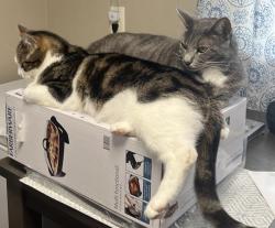 Lost Male Cat last seen Target / Foch street, Maryville, TN 37801
