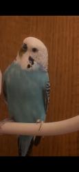Lost Male Bird last seen Roscoe and De Soto, Los Angeles, CA 91304
