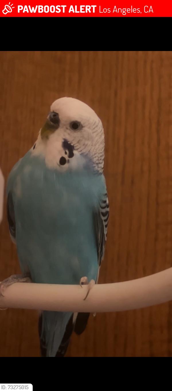 Lost Male Bird last seen Roscoe and De Soto, Los Angeles, CA 91304