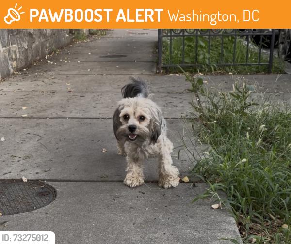 Found/Stray Unknown Dog last seen New Hampshire Ave NW and Lamont Street NW, Washington, DC 20010