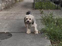 Found/Stray Unknown Dog last seen New Hampshire Ave NW and Lamont Street NW, Washington, DC 20010