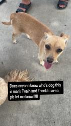 Found/Stray Female Dog last seen Near Lenore Dr. Modesto Ca 95351, Modesto, CA 95351