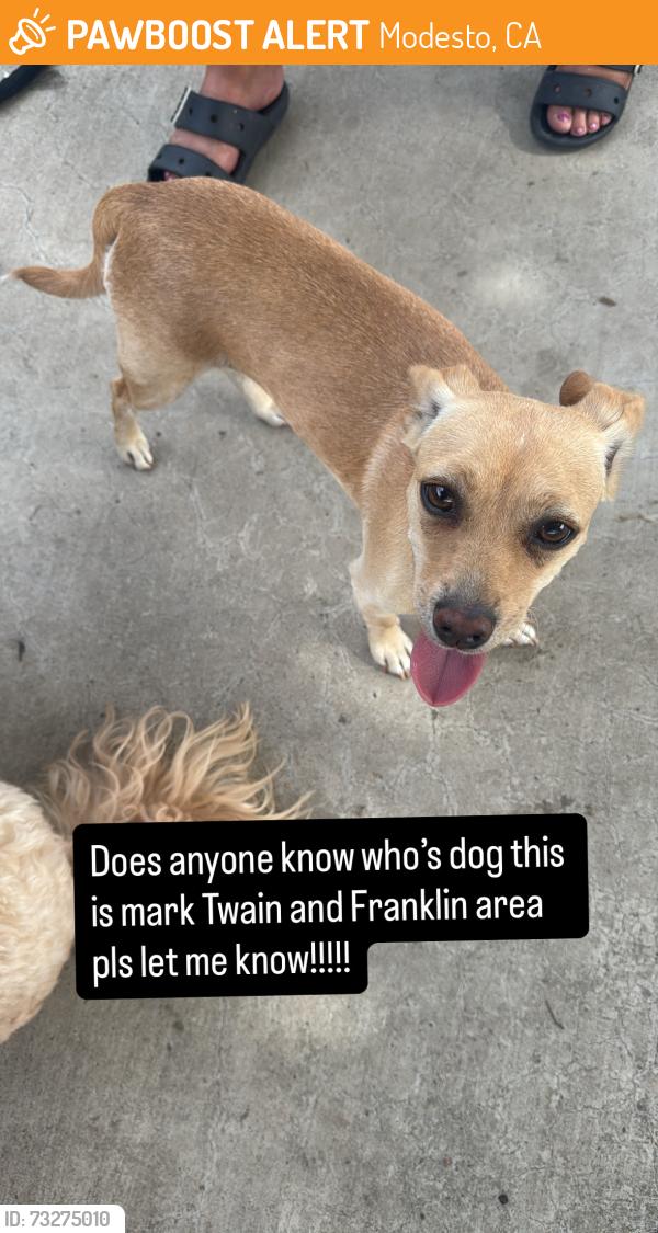 Found/Stray Female Dog last seen Near Lenore Dr. Modesto Ca 95351, Modesto, CA 95351