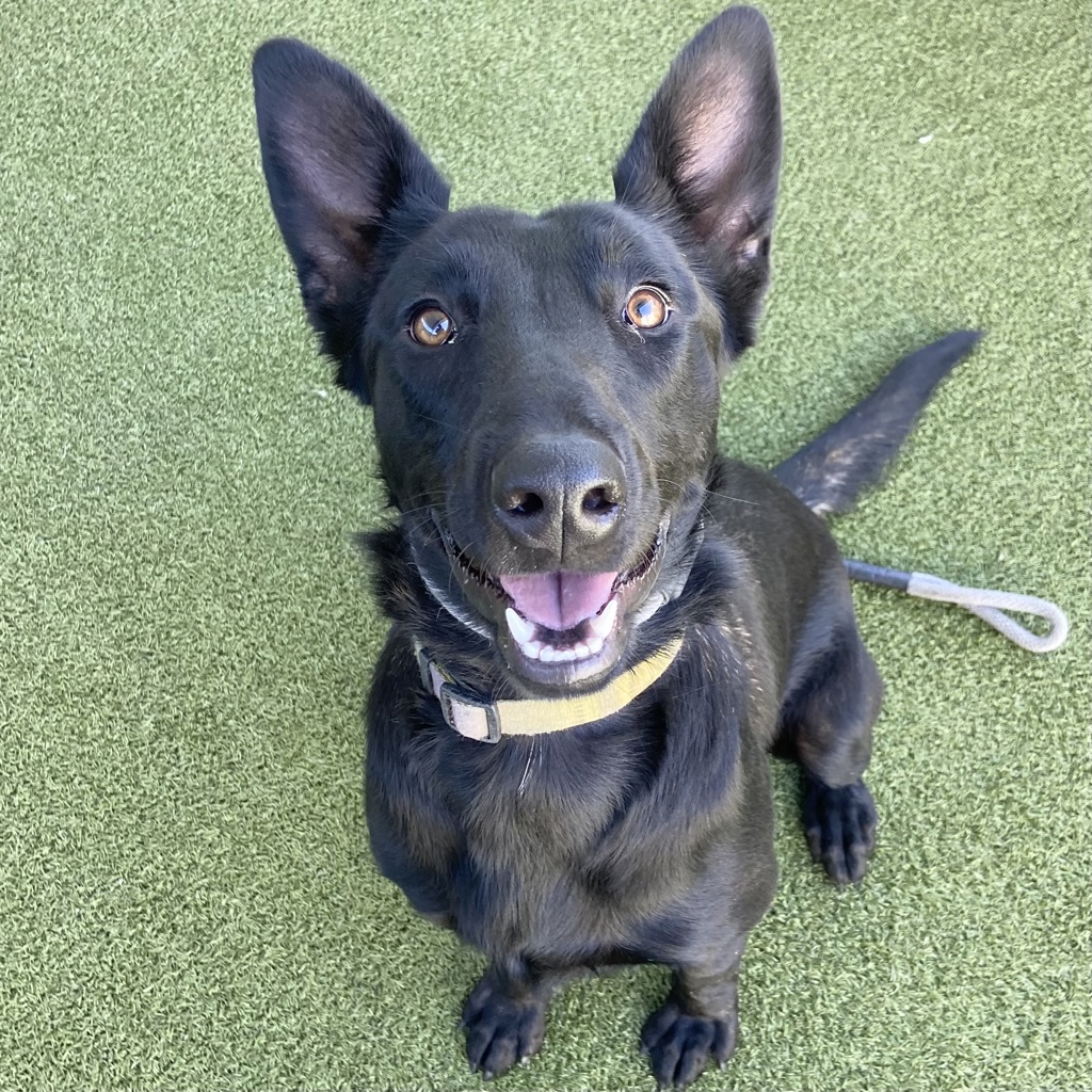 Shelter Stray Female Dog last seen S W, SALT LAKE CITY, UT, 84104, 511 W 3900 S, Salt Lake City, UT 84123, USA