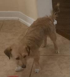 Reunited Female Dog last seen Dawntreader , Acorn Ridge Way, Houston, TX 77429