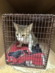 Shelter Stray Female Cat last seen Near Westlake Drive, AUSTIN, TX, 78746, 7201 Levander Loop bldg a, Austin, TX 78702, USA