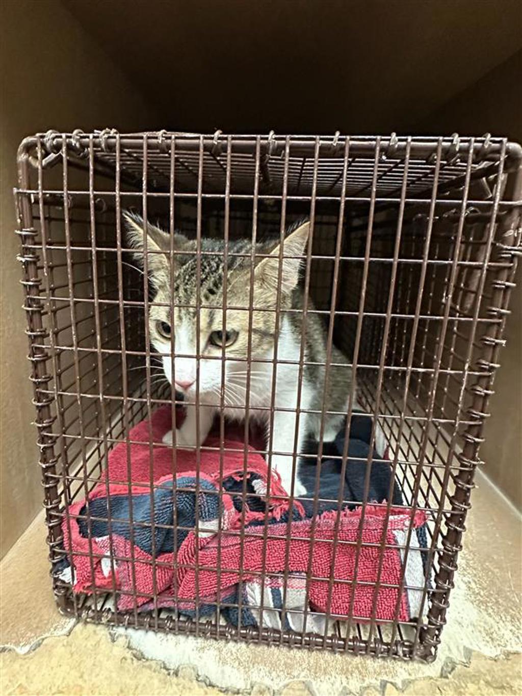 Shelter Stray Female Cat last seen Near Westlake Drive, AUSTIN, TX, 78746, 7201 Levander Loop bldg a, Austin, TX 78702, USA