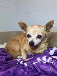 Shelter Stray Female Dog last seen Near 4th Avenue, BROOKLYN PARK, MD, 21225, 411 Maxwell Frye Rd, Millersville, MD 21108, USA
