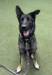 Shelter Stray Male Dog last seen Paxton Way, Oceanside, CA, 92057, Oceanside, CA 92058, USA
