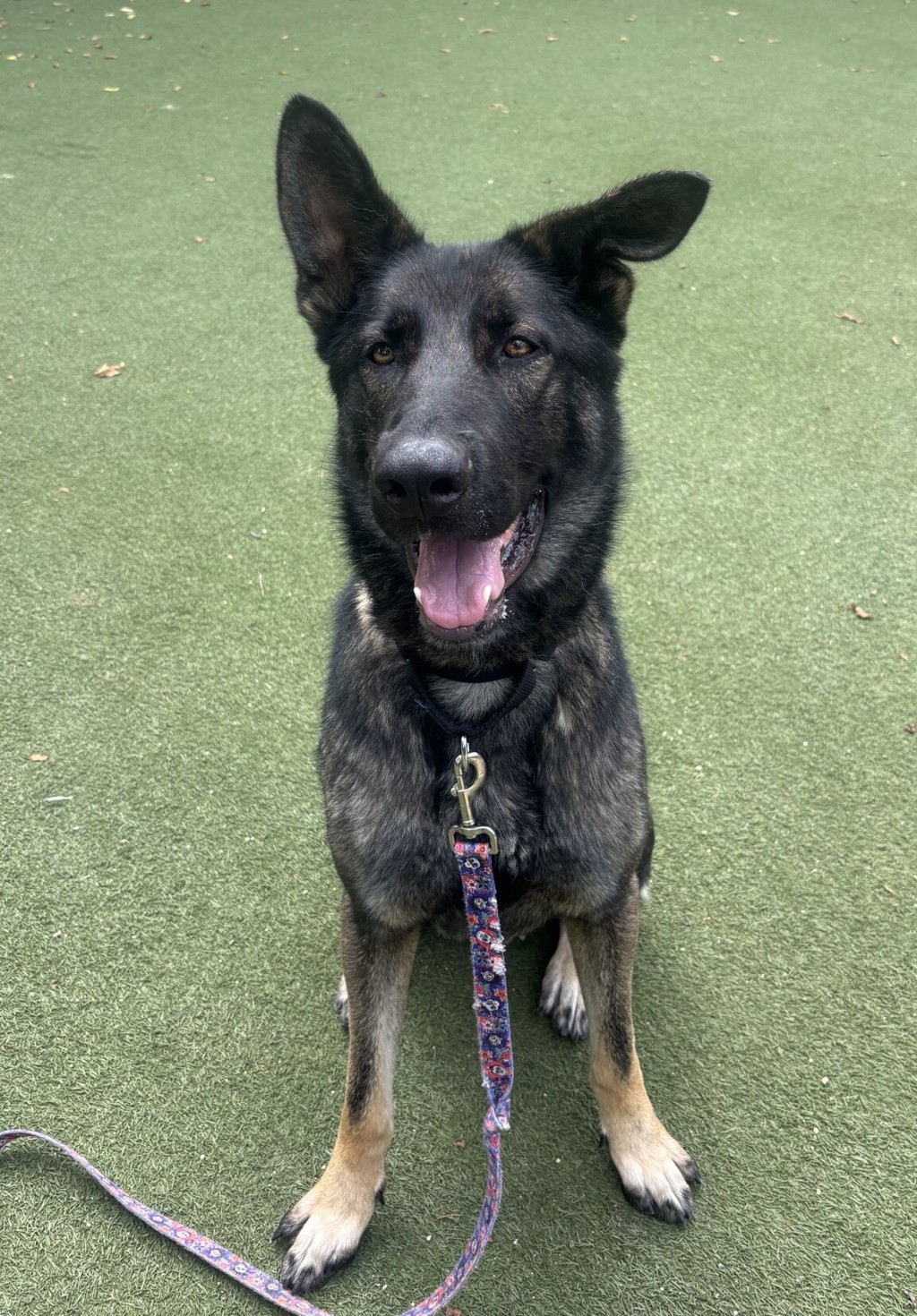 Shelter Stray Male Dog last seen Paxton Way, Oceanside, CA, 92057, Oceanside, CA 92058, USA
