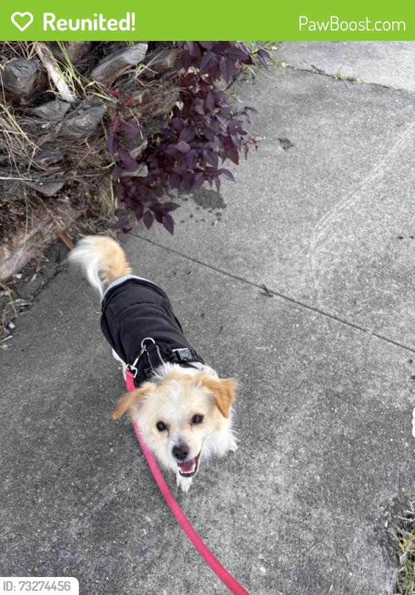 Reunited Male Dog last seen Ast and Karl, North Highlands, CA 95660