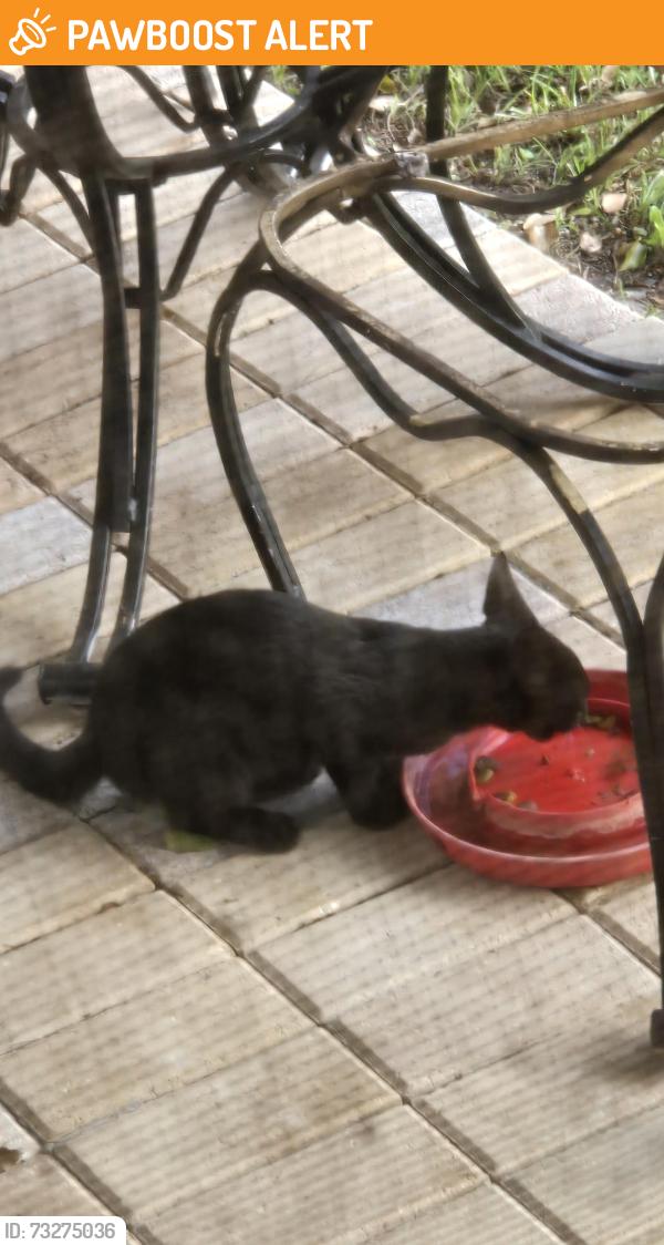 Found/Stray Unknown Cat last seen Bruin dr/Fawn, Bear Creek Estates, FL 34654