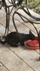 Found/Stray Unknown Cat last seen Bruin dr/Fawn, Bear Creek Estates, FL 34654