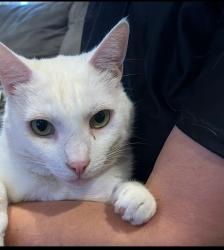 Reunited Male Cat last seen Meek est Park, Hayward, CA 94541