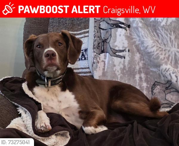 Lost Female Dog last seen Near Bucky rd, Craigsville, WV 26205