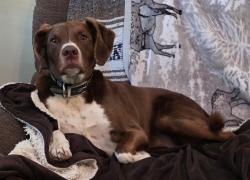 Lost Female Dog last seen Near Bucky rd, Craigsville, WV 26205