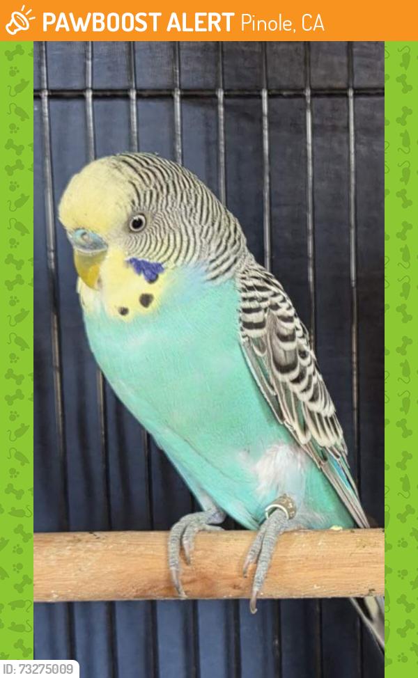 Found/Stray Male Bird last seen Pinole Shores Drive x San Francisco Bay trail, Pinole, CA 94564