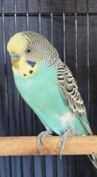 Found/Stray Male Bird last seen Pinole Shores Drive x San Francisco Bay trail, Pinole, CA 94564