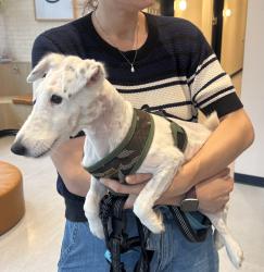Reunited Female Dog last seen Near the Mormon center, Queens, NY 11377