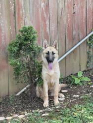 Reunited Female Dog last seen In Tucker, Tucker, GA 30084