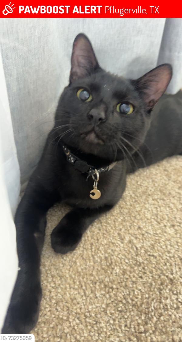 Lost Male Cat last seen The Commons at Rowe Lane, Pflugerville, TX 78660