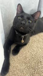 Lost Male Cat last seen The Commons at Rowe Lane, Pflugerville, TX 78660