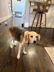 Reunited Female Dog last seen Houston heights, near 20th St and Heights Blvd., Houston, TX 77008