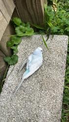 Found/Stray Unknown Bird last seen In my back yard, Lancaster, PA 17603
