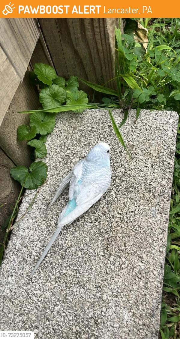 Found/Stray Unknown Bird last seen In my back yard, Lancaster, PA 17603