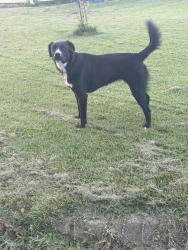 Found/Stray Female Dog last seen Green run high school, Virginia Beach, VA 23462