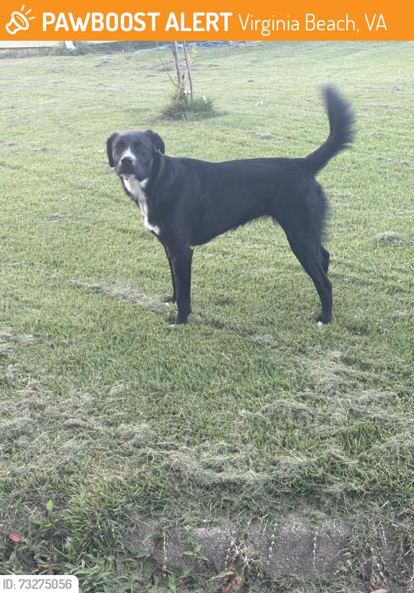 Found/Stray Female Dog last seen Green run high school, Virginia Beach, VA 23462