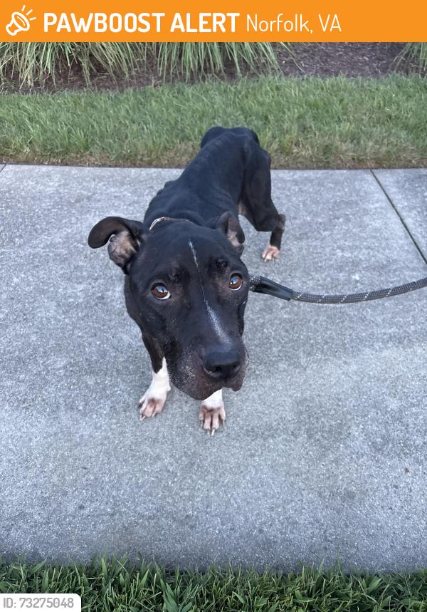 Found/Stray Female Dog last seen S military highway, Norfolk, VA 23503