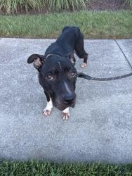 Found/Stray Female Dog last seen S military highway, Norfolk, VA 23503