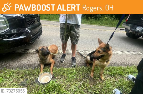 Found/Stray Unknown Dog last seen Rt 7 between rogers and new Waterford ohio, Rogers, OH 44408