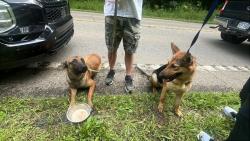 Found/Stray Unknown Dog last seen Rt 7 between rogers and new Waterford ohio, Rogers, OH 44408