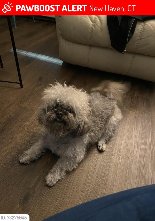 Lost Female Dog last seen Davenport Ave near York st, New Haven, CT 06519