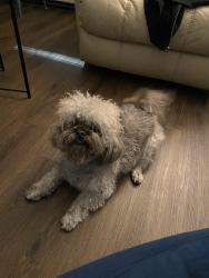 Lost Female Dog last seen Davenport Ave near York st, New Haven, CT 06519
