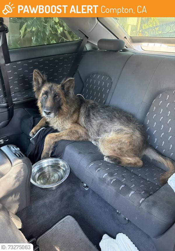 Found/Stray Unknown Dog last seen rosecrans & willowbrook, Compton, CA 90220